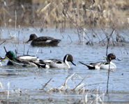 Northern Pintails and others 1472